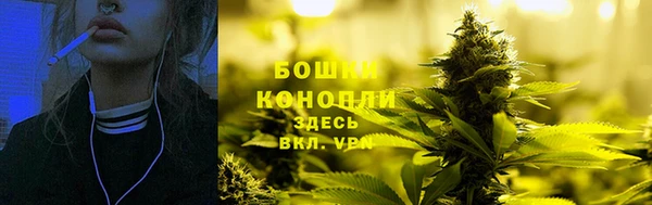 прущие грибы Верея